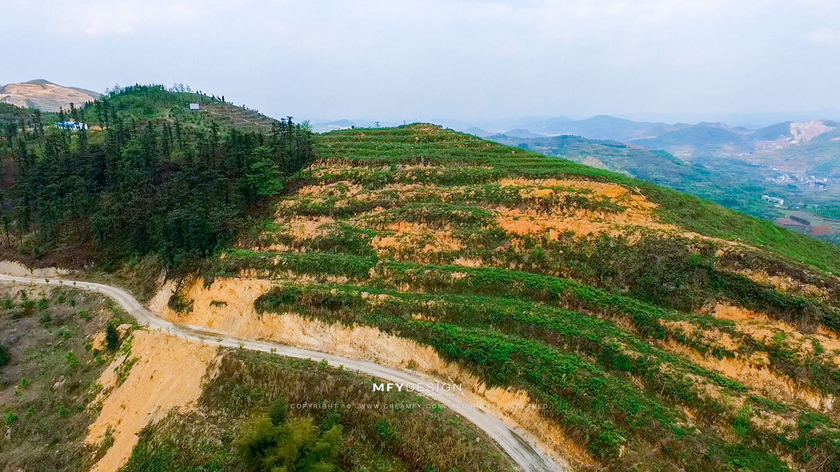 湖南冷水江铎山镇官溪村龙盘山上的2000多亩油茶树迎春勃发,绽放满树